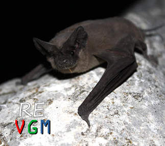 Episode 221: Crazy for Bats! (International Bat Appreciation Day) episode artwork